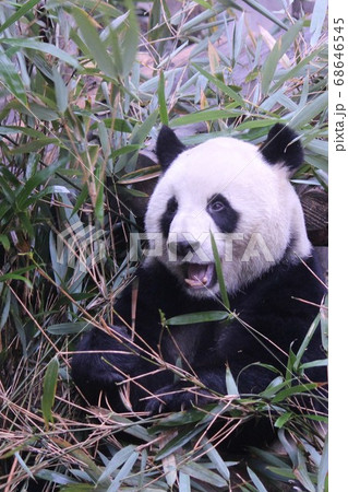 おいしそうに笹を食べる中国のパンダ Giant Panda Eating Bamboo Grass おいしそうに笹を食べる中国のパンダ Giant Panda Eating Bamboo Grass 68646545