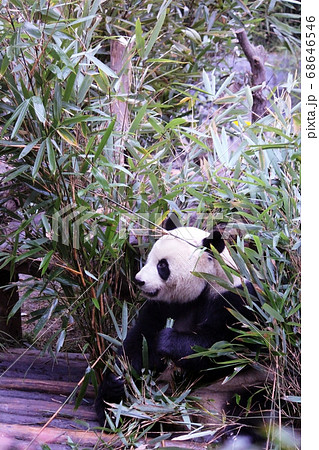 おいしそうに笹を食べる中国のパンダ Giant Panda Eating Bamboo Grass おいしそうに笹を食べる中国のパンダ Giant Panda Eating Bamboo Grass 68646546