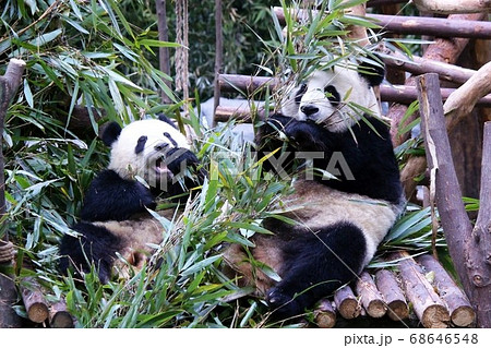 おいしそうに笹を食べる中国のパンダ Giant Panda Eating Bamboo Grass おいしそうに笹を食べる中国のパンダ Giant Panda Eating Bamboo Grass 68646548