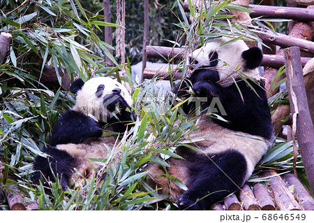 おいしそうに笹を食べる中国のパンダ　Giant Panda Eating Bamboo Grass 68646549