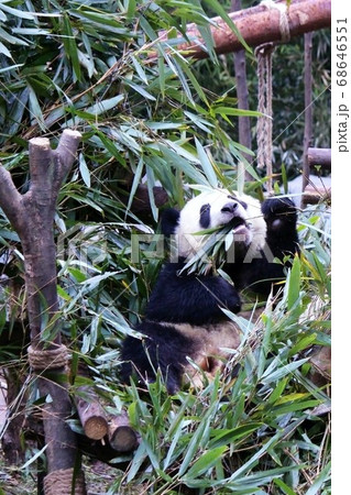 おいしそうに笹を食べる中国のパンダ Giant Panda Eating Bamboo Grass おいしそうに笹を食べる中国のパンダ Giant Panda Eating Bamboo Grass 68646551