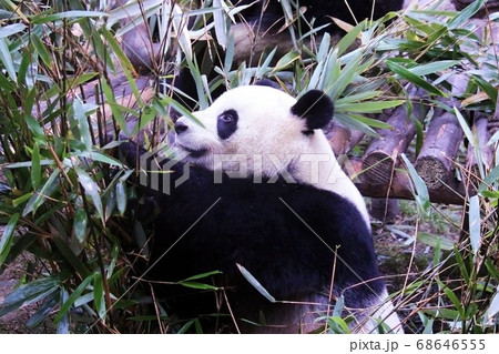 おいしそうに笹を食べる中国のパンダ　Giant Panda Eating Bamboo Grass 68646555