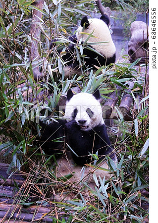 おいしそうに笹を食べる中国のパンダ Giant Panda Eating Bamboo Grass おいしそうに笹を食べる中国のパンダ Giant Panda Eating Bamboo Grass 68646556