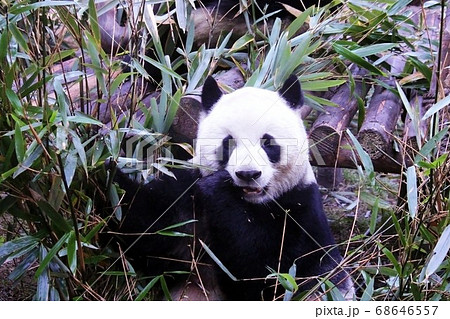 おいしそうに笹を食べる中国のパンダ Giant Panda Eating Bamboo Grass おいしそうに笹を食べる中国のパンダ Giant Panda Eating Bamboo Grass 68646557