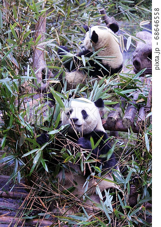 おいしそうに笹を食べる中国のパンダ Giant Panda Eating Bamboo Grass おいしそうに笹を食べる中国のパンダ Giant Panda Eating Bamboo Grass 68646558