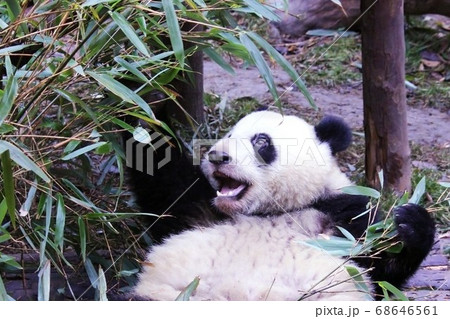 おいしそうに笹を食べる中国のパンダ　Giant Panda Eating Bamboo Grass 68646561