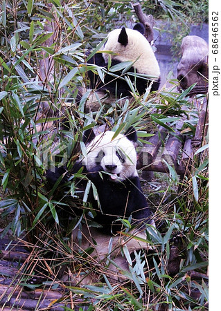 おいしそうに笹を食べる中国のパンダ　Giant Panda Eating Bamboo Grass 68646562