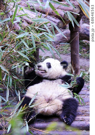 おいしそうに笹を食べる中国のパンダ Giant Panda Eating Bamboo Grass おいしそうに笹を食べる中国のパンダ Giant Panda Eating Bamboo Grass 68646563