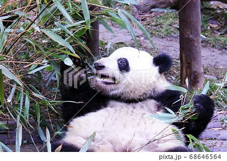 おいしそうに笹を食べる中国のパンダ　Giant Panda Eating Bamboo Grass 68646564