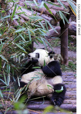 おいしそうに笹を食べる中国のパンダ　Giant Panda Eating Bamboo Grass 68646565