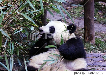 おいしそうに笹を食べる中国のパンダ Giant Panda Eating Bamboo Grass おいしそうに笹を食べる中国のパンダ Giant Panda Eating Bamboo Grass 68646567
