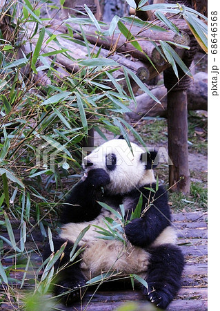 おいしそうに笹を食べる中国のパンダ Giant Panda Eating Bamboo Grass おいしそうに笹を食べる中国のパンダ Giant Panda Eating Bamboo Grass 68646568