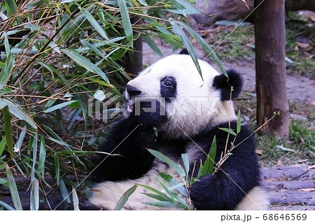 おいしそうに笹を食べる中国のパンダ Giant Panda Eating Bamboo Grass おいしそうに笹を食べる中国のパンダ Giant Panda Eating Bamboo Grass 68646569