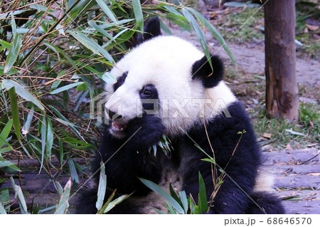 おいしそうに笹を食べる中国のパンダ　Giant Panda Eating Bamboo Grass 68646570