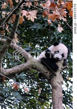 木登りするパンダの子ども Little Giant Panda Climbing a Tree 木登りするパンダの子ども Little Giant Panda Climbing a Tree 68647079