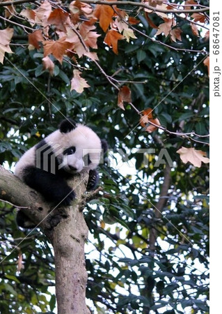 木登りするパンダの子ども　Little Giant Panda Climbing a Tree 68647081