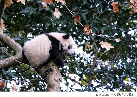 木登りするパンダの子ども Little Giant Panda Climbing A Treeの写真素材