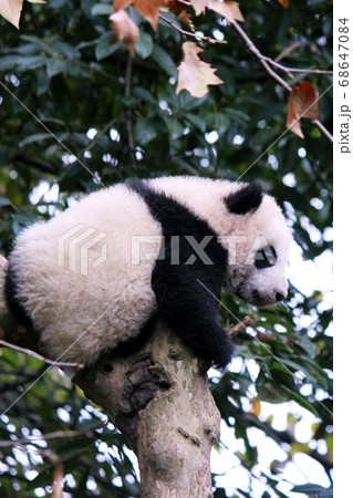 木登りするパンダの子ども　Little Giant Panda Climbing a Tree 68647084