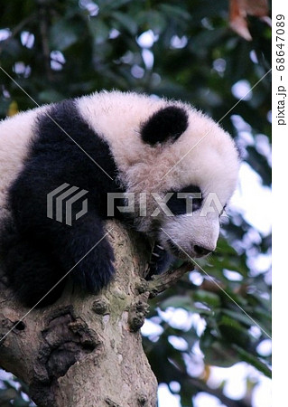 木登りするパンダの子ども Little Giant Panda Climbing A Treeの写真素材