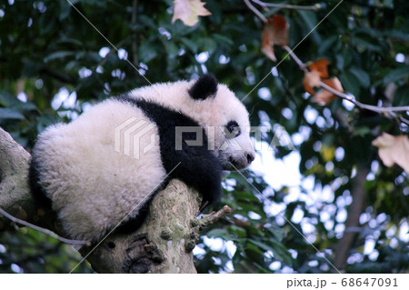 木登りするパンダの子ども　Little Giant Panda Climbing a Tree 68647091