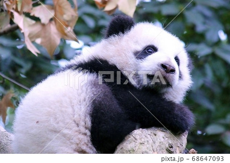 木登りするパンダの子ども Little Giant Panda Climbing a Tree 木登りするパンダの子ども Little Giant Panda Climbing a Tree 68647093