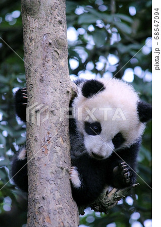 木登りするパンダの子ども Little Giant Panda Climbing A Treeの写真素材