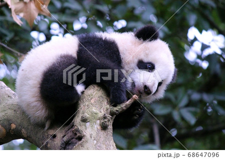 木登りするパンダの子ども Little Giant Panda Climbing a Tree 木登りするパンダの子ども Little Giant Panda Climbing a Tree 68647096