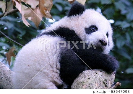 木登りするパンダの子ども　Little Giant Panda Climbing a Tree 68647098