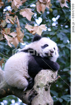 木登りするパンダの子ども　Little Giant Panda Climbing a Tree 68647099