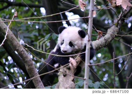 木登りするパンダの子ども　Little Giant Panda Climbing a Tree 68647100