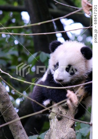 木登りするパンダの子ども Little Giant Panda Climbing a Tree 木登りするパンダの子ども Little Giant Panda Climbing a Tree 68647101