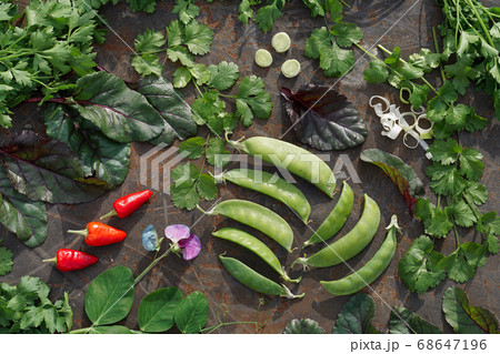 young green pod and flower of pea, mangold, young green pod and flower of pea, mangold, 68647196