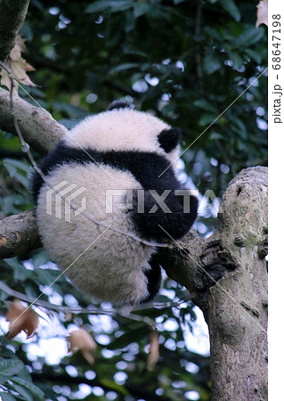 木によじのぼるパンダの子ども　Little Giant Panda Climbing a Tree 68647198