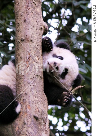 いないいないばあするパンダの子ども Cute Little Giant Panda in China いないいないばあするパンダの子ども Cute Little Giant Panda in China 68647412