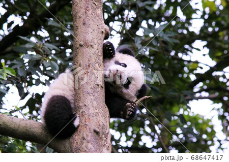 いないいないばあするパンダの子ども Cute Little Giant Panda in China いないいないばあするパンダの子ども Cute Little Giant Panda in China 68647417