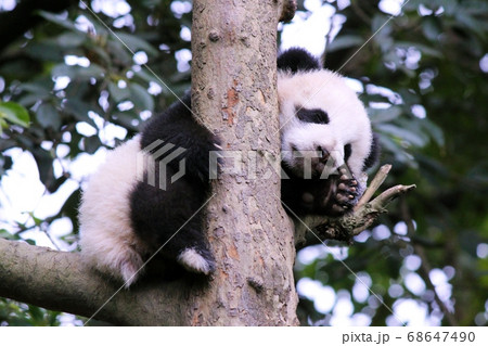 木の上で眠るパンダの子ども Little Giant Panda Sleeping in Tree 68647490