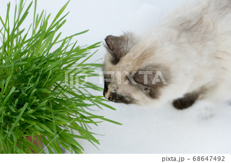 Green grass in a flowerpot. Cat eating grass Green grass in a flowerpot. Cat eating grass 68647492