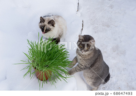 Green grass in a flowerpot. Cat eating grass 68647493