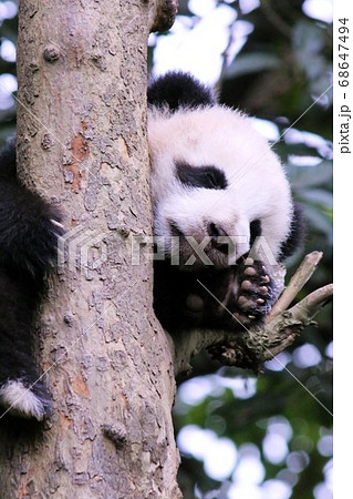 木の上で眠るパンダの子ども Little Giant Panda Sleeping in Tree 木の上で眠るパンダの子ども Little Giant Panda Sleeping in Tree 68647494