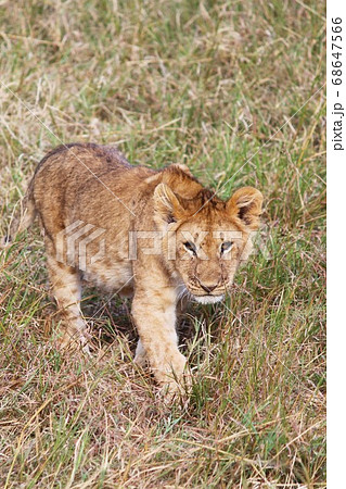 ケニア・マサイマラの草原を歩く子ライオン A baby lion in Kenya ケニア・マサイマラの草原を歩く子ライオン A baby lion in Kenya 68647566