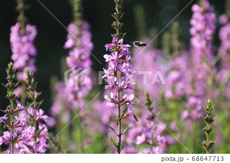 ミソハギ(夏・秋の花) ミソハギ(夏・秋の花) 68647713
