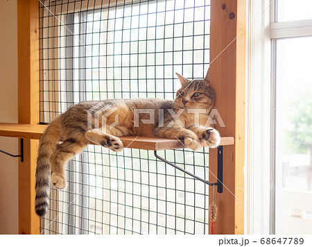キャットウォークで寝ているキジトラ猫 68647789