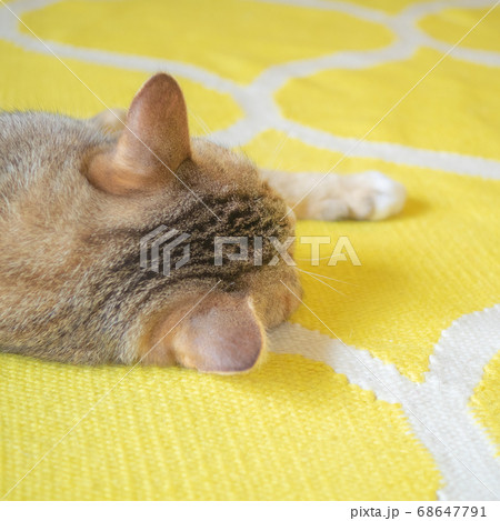 寝ている猫の後頭部の可愛さの写真素材