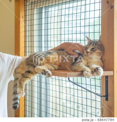 キャットウォークで寝ている猫を触る手 68647794