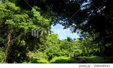 梅雨晴れの湘南三浦半島の原風景小網代の森の初夏 68648042