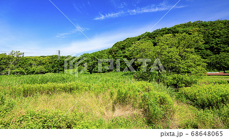 梅雨晴れの湘南三浦半島の原風景小網代の森の初夏 68648065