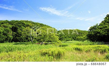 梅雨晴れの湘南三浦半島の原風景小網代の森の初夏 68648067