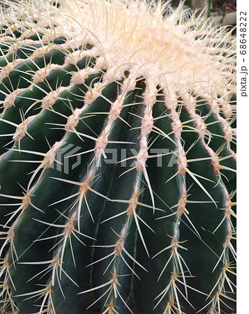 Cactus family - big round prickly cactus with two baby cacti, botanical garden 68648222