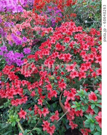 Beautiful vibrant azalea red, purple flower tree blooming in the botanical garden, in Kyiv. Beautiful vibrant azalea red, purple flower tree blooming in the botanical garden, in Kyiv. 68648263