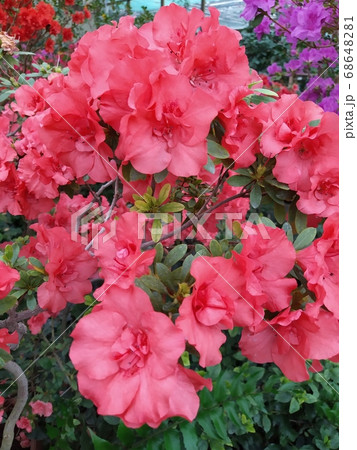 Beautiful vibrant azalea flower tree blooming in the botanical garden, in Kyiv. Botanical greeting card. Beautiful vibrant azalea flower tree blooming in the botanical garden, in Kyiv. Botanical greeting card. 68648281